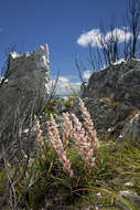 Image of Dracophyllum milliganii Hook.