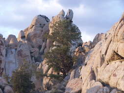 Image of singleleaf pinyon