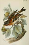 Image of Fringilla Linnaeus 1758