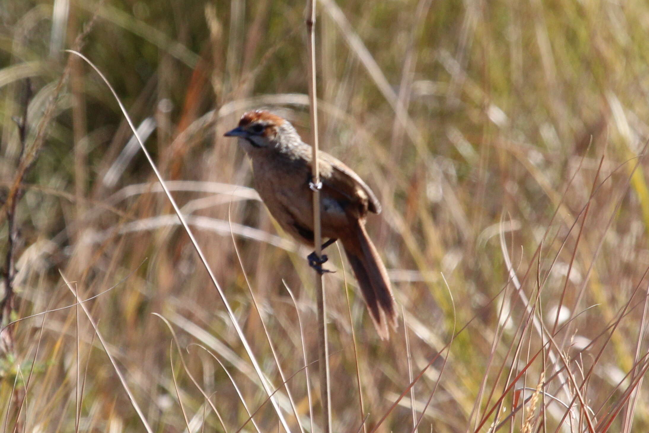 Image of Macrosphenidae