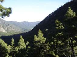 Image of Canary Island pine