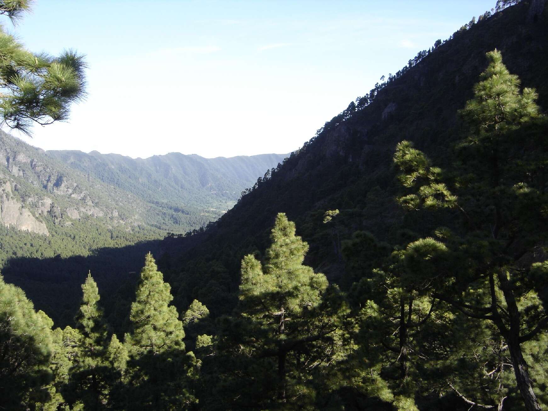 Image de Pinus canariensis C. Sm.