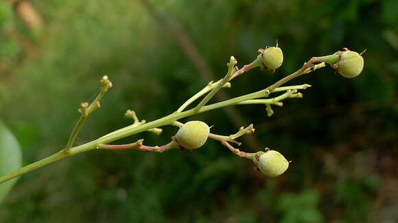 Image of Rinorea bahiensis (Moricand) Kuntze