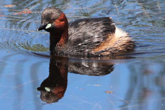 Image of Little Grebe