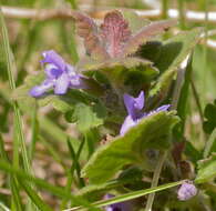 Image of Ground Ivies