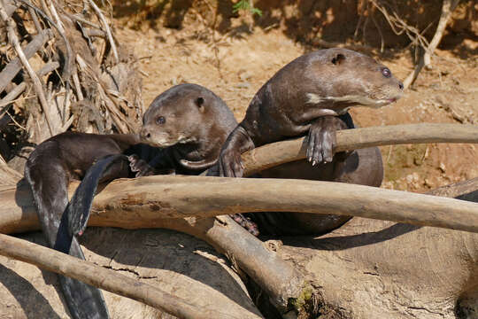 Image of giant otter