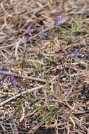 Image of Lobelia simplicicaulis R. Br.