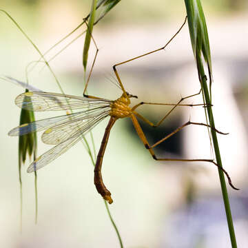 Image of Bittacus chlorostigma MacLachlan 1881