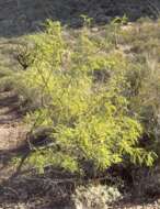 Image of mesquite