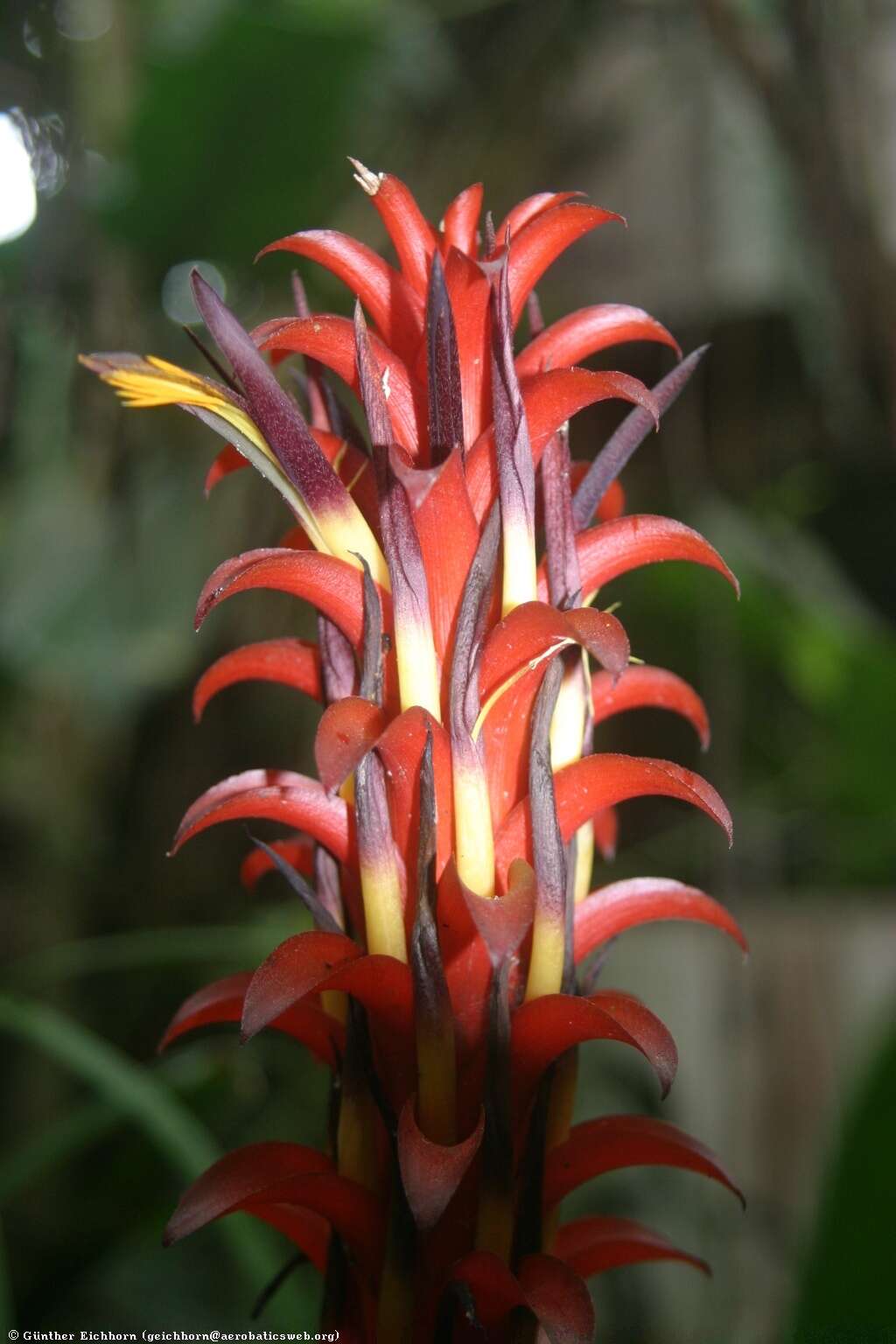 Image of Pitcairnia nigra (Carrière) André