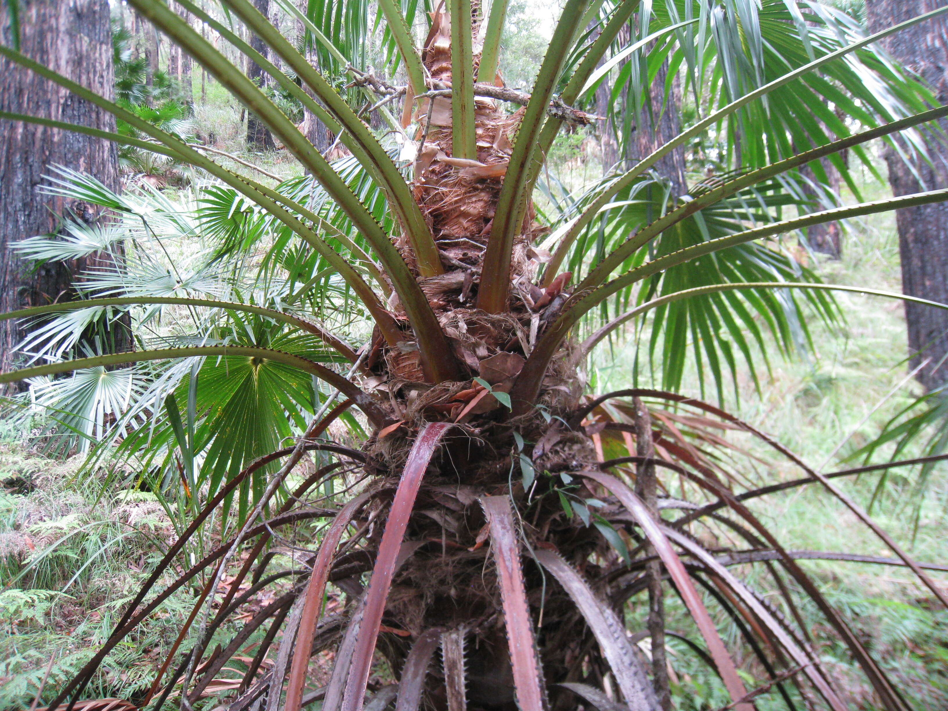 Image of Cabbage-tree palm