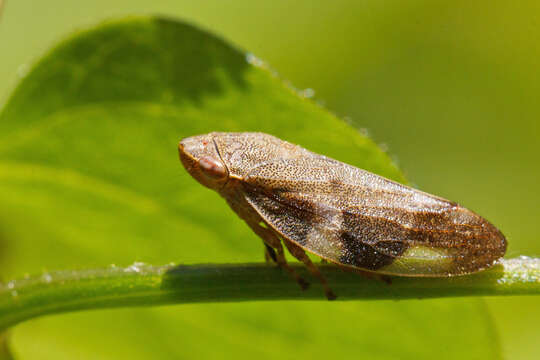 Image of spittlebugs