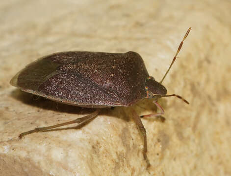 Image of Southern green stink bug