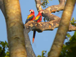 Image of Scarlet Macaw