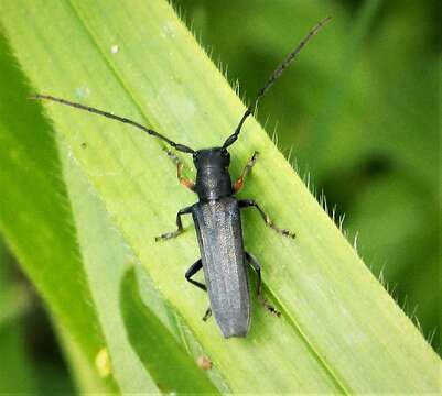 Слика од Phytoecia cylindrica (Linné 1758)