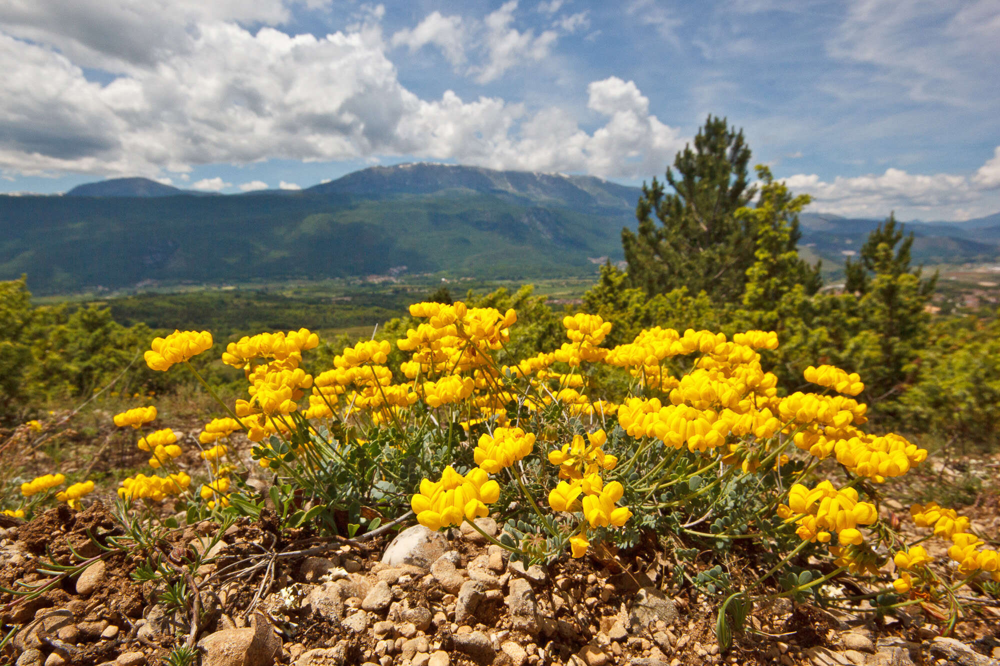 صورة Coronilla vaginata