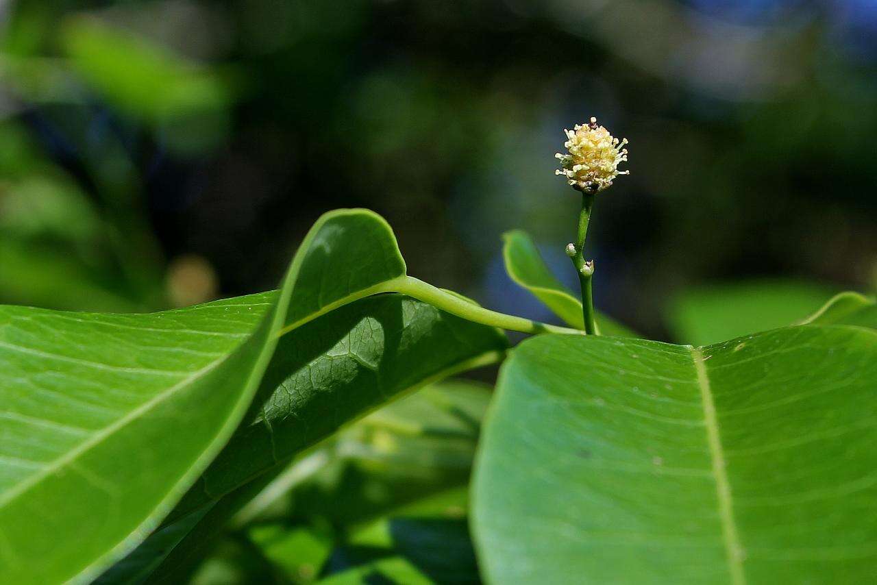 Maprounea guianensis Aubl.的圖片