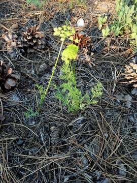 Imagem de Cymopterus lemmonii (J. M. Coult. & Rose) Dorn