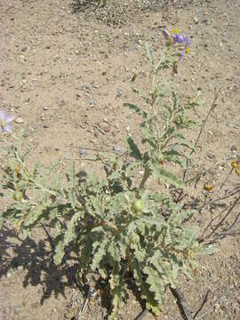 Imagem de Solanum elaeagnifolium Cav.