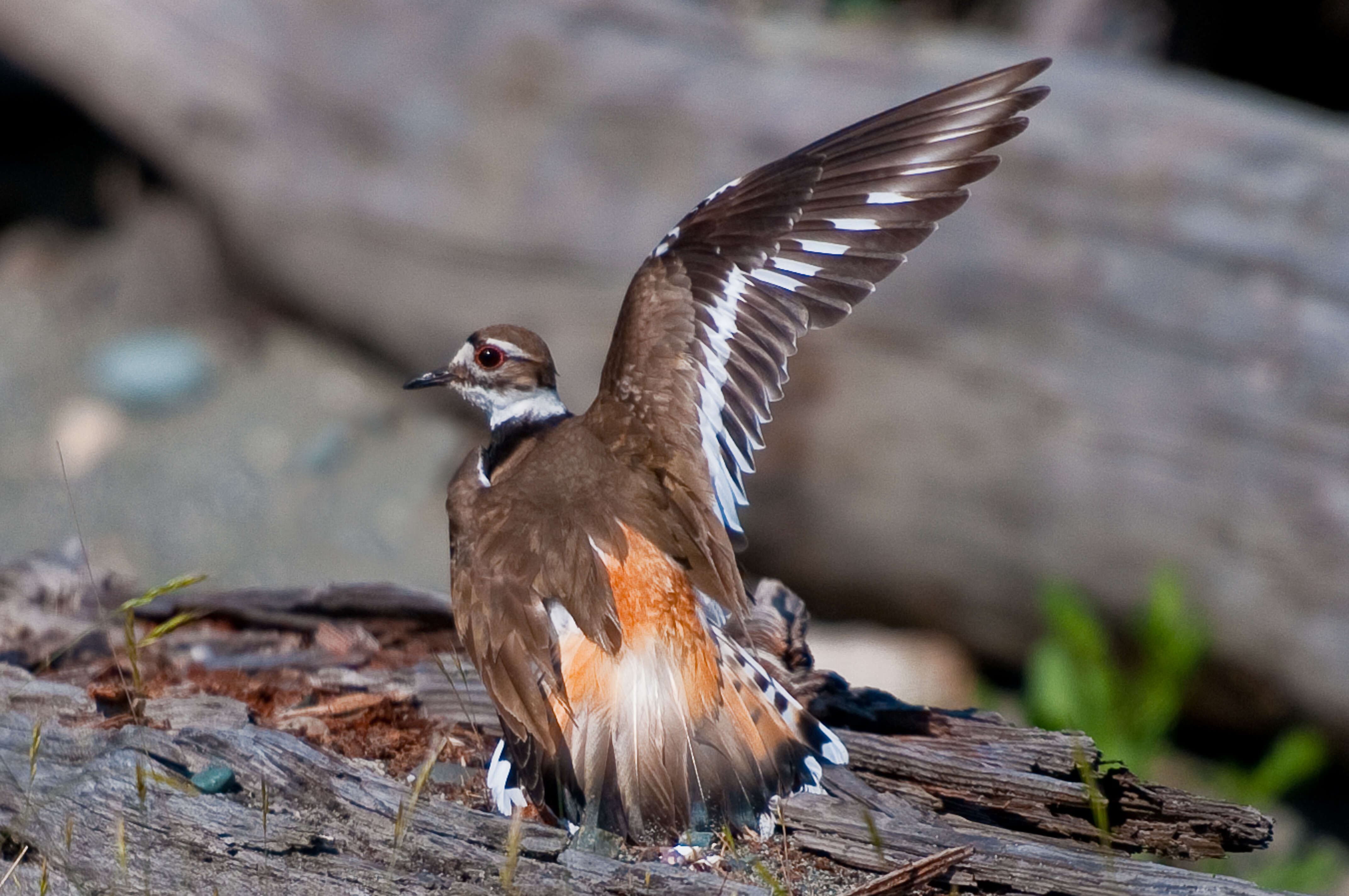 Image of Charadrius Linnaeus 1758