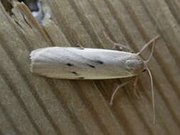 Image of dotted footman