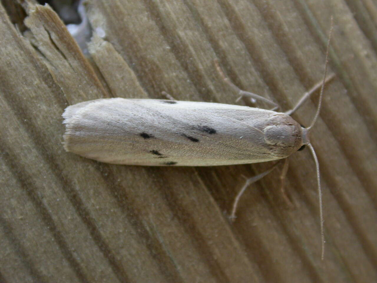 Image of dotted footman