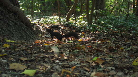 Image of Eurasian red squirrel