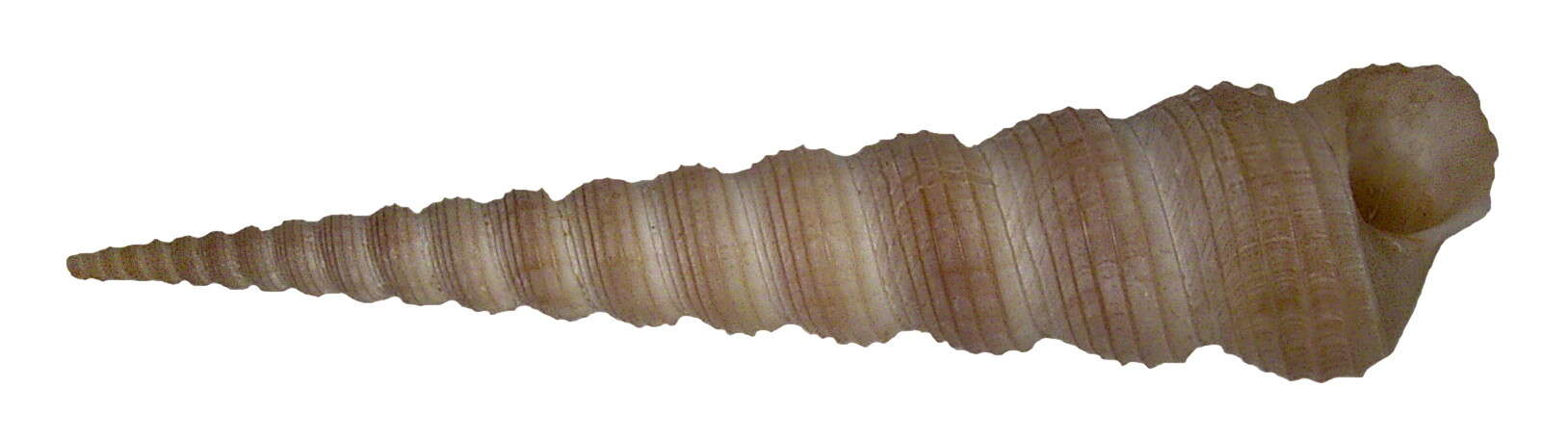 Image of auger screw shell