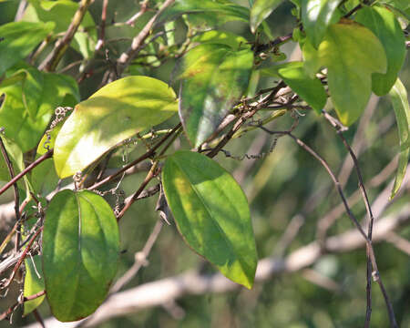 Passiflora pallida L.的圖片