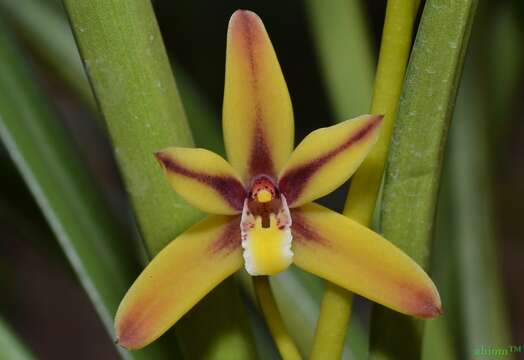 Cymbidium rectum Ridl.的圖片