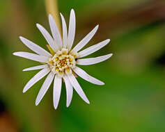 Image of woolly sunbonnets