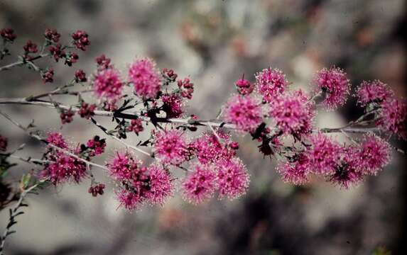 Image of Kunzea parvifolia Schau.