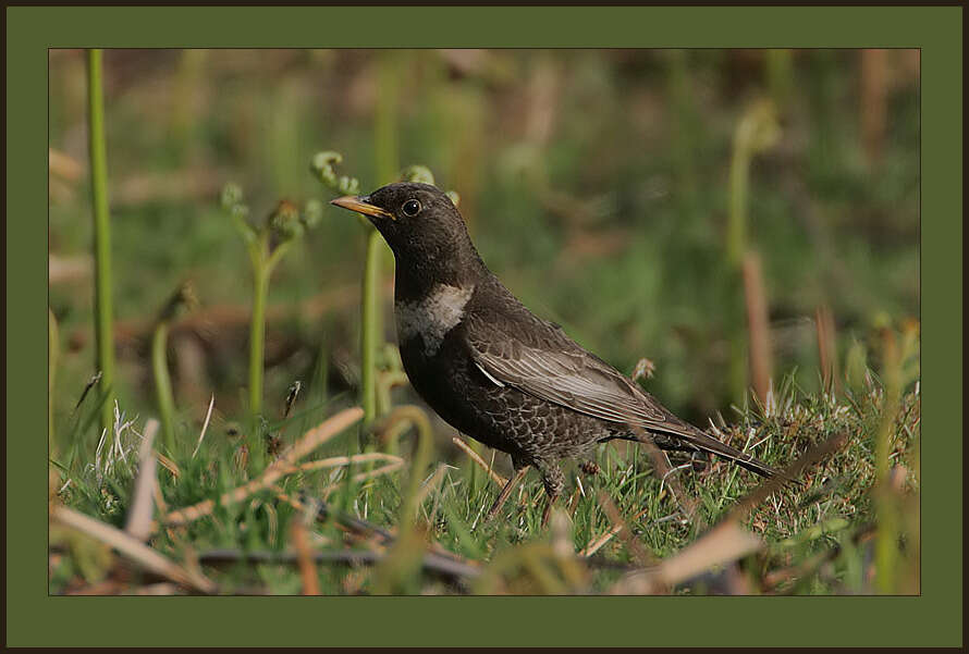 Image of Ring Ouzel