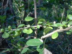 Image of indigoberry