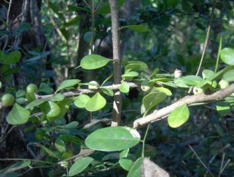 Image of white indigoberry