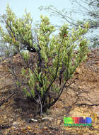 Image of Adinandra dumosa Jack