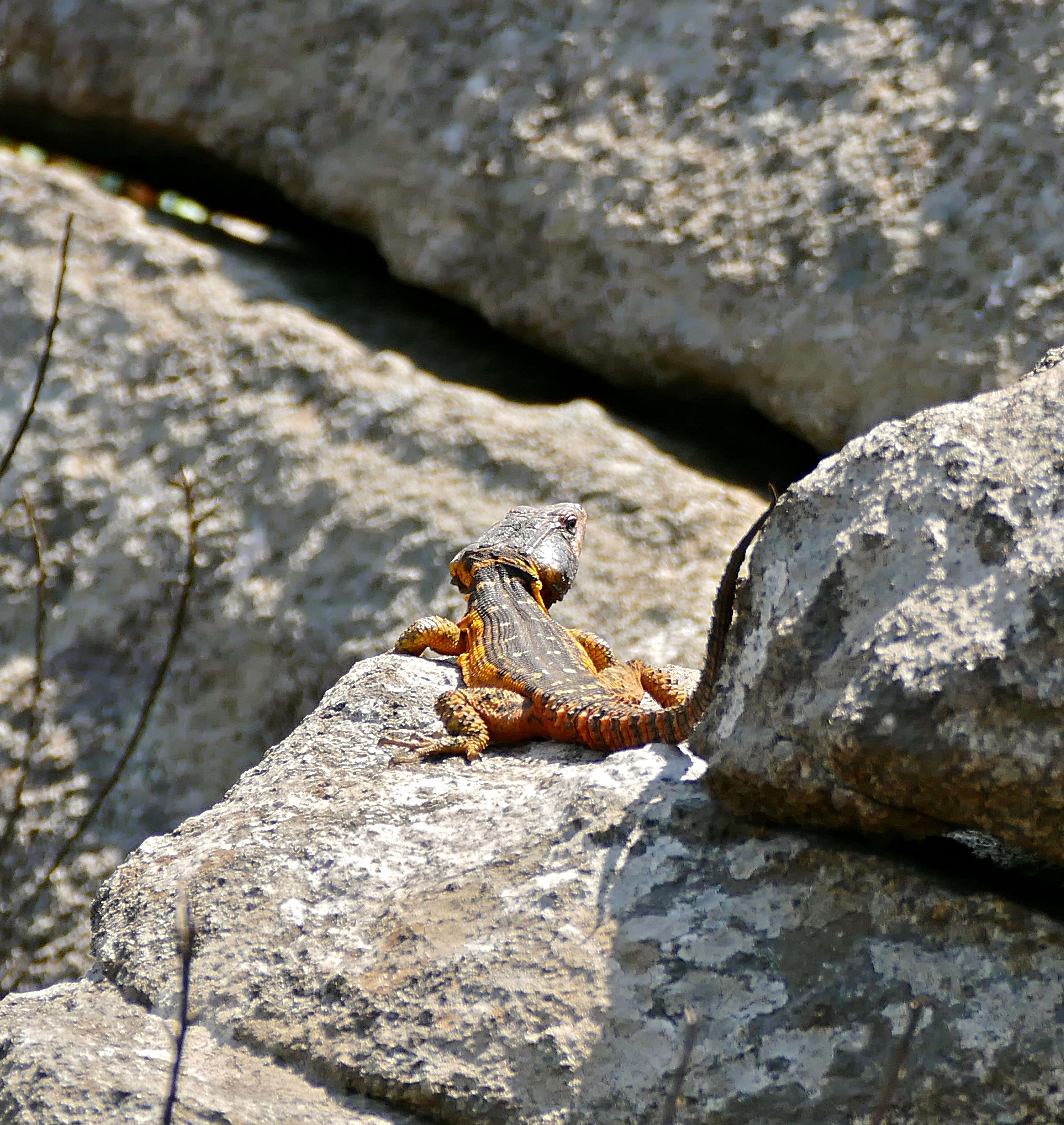 Image de Lézard des rochers du Drakensberg