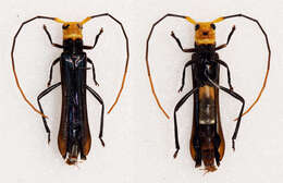 Image of yellow-headed coffee borer