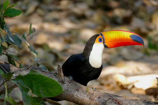 Image of Toco Toucan