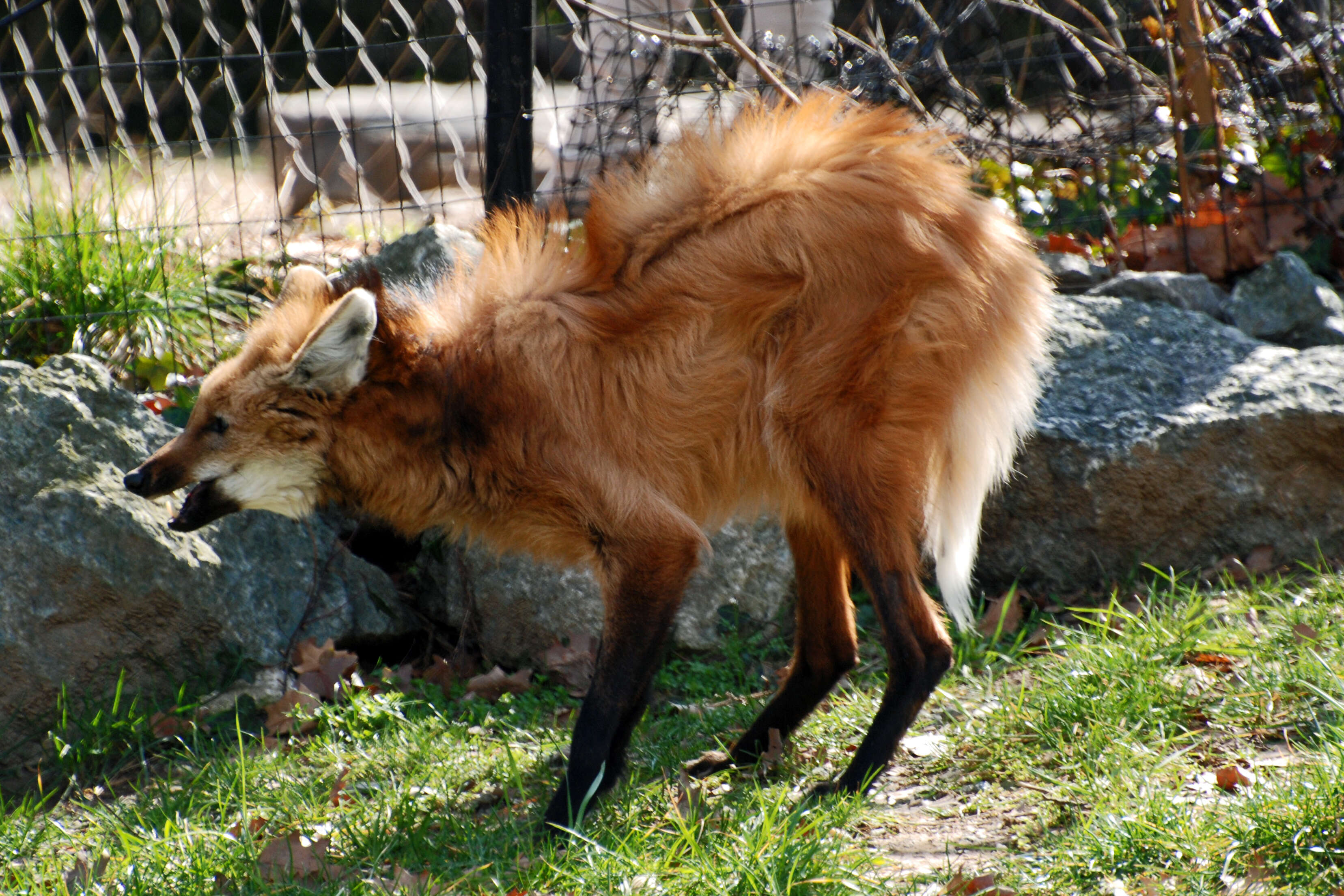 Image of Maned Wolves