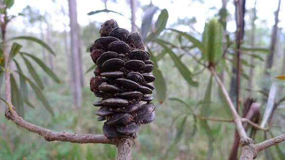 Image of Banksia integrifolia subsp. monticola K. R. Thiele