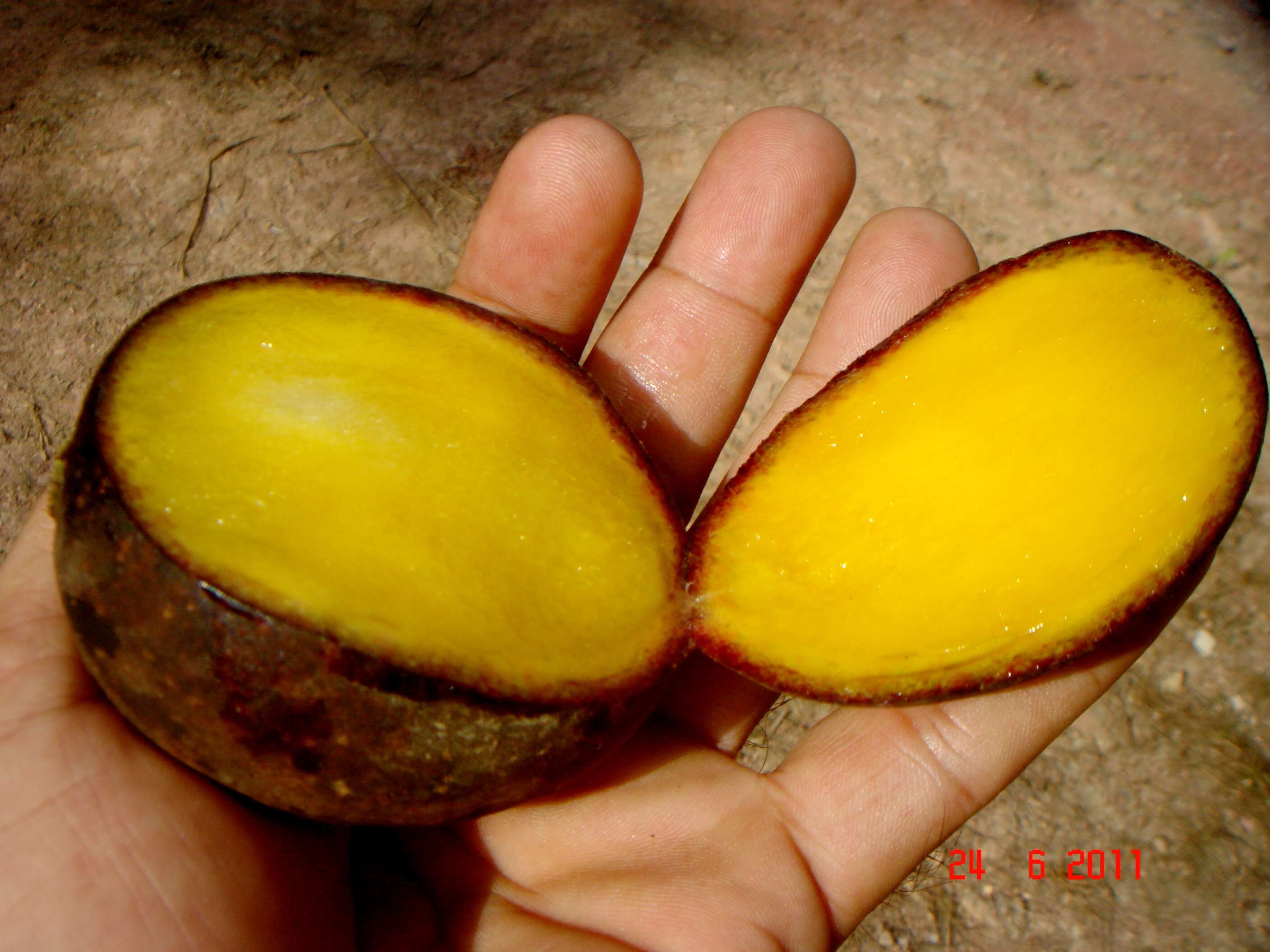 Image de Mangifera quadrifida Jack