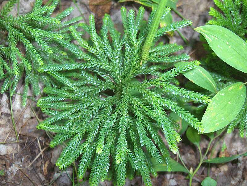 Image of Dendrolycopodium