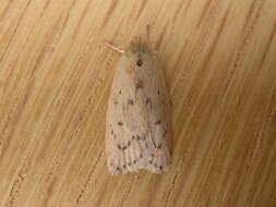 Image of concealer moths