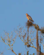 Image of Buteo Lacépède 1799