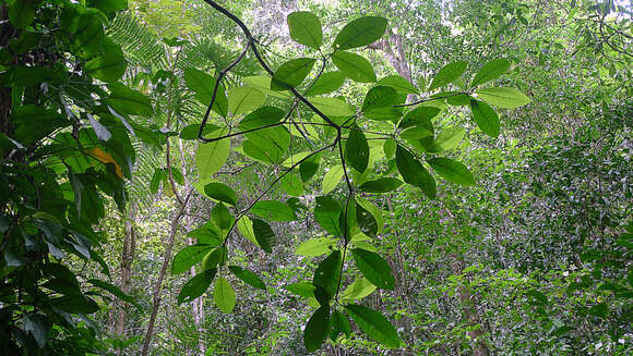 Image of Tovomita choisyana Planch. & Triana