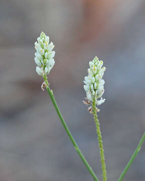 Plancia ëd Polygala setacea Michx.