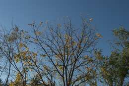 Image of black walnut