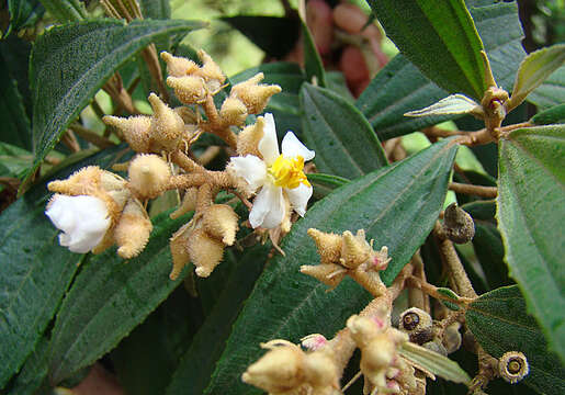 Plancia ëd Conostegia xalapensis (Bonpl.) D. Don