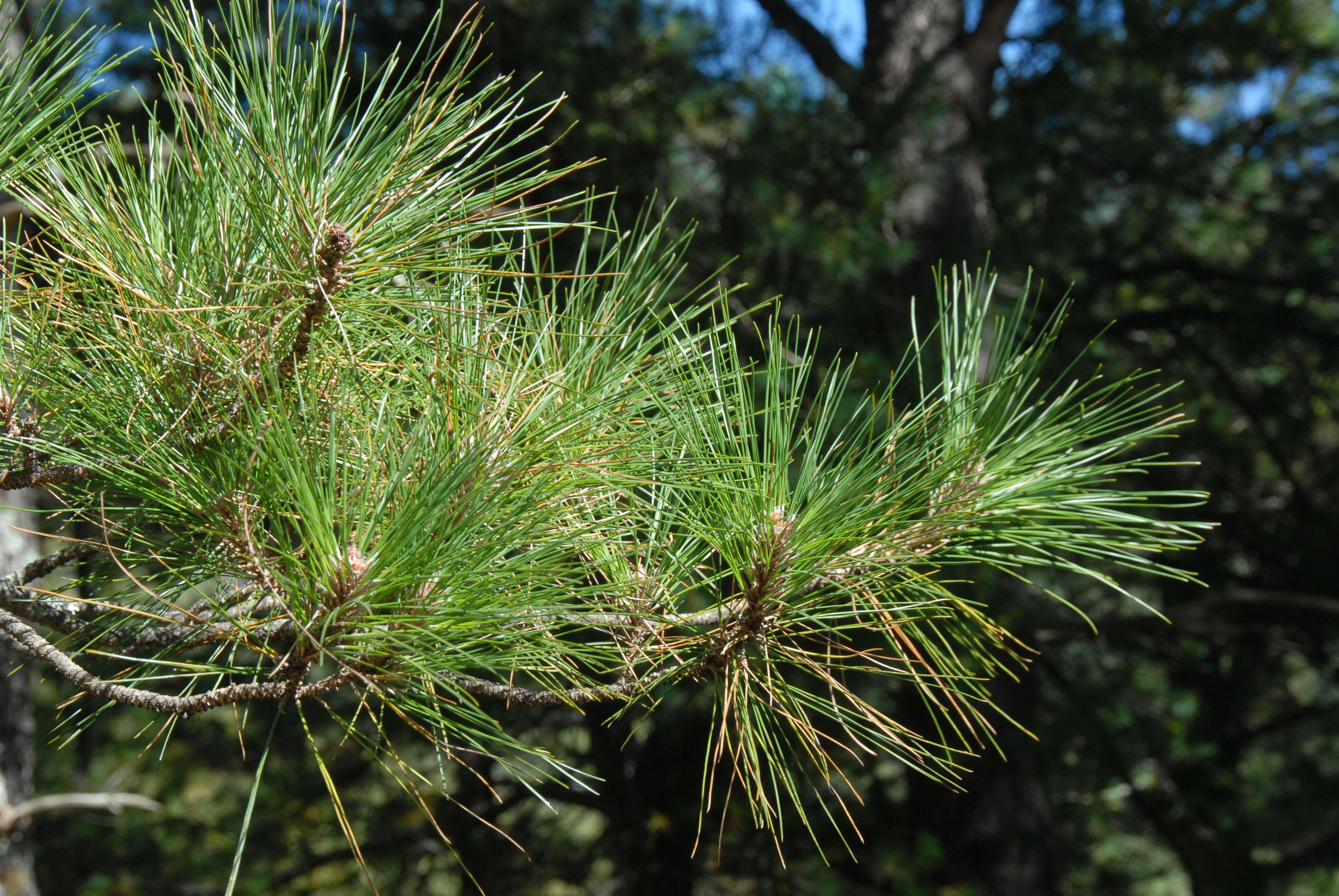 Image de Pinus taiwanensis Hayata
